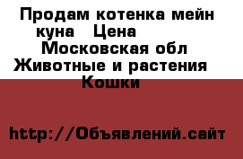 Продам котенка мейн-куна › Цена ­ 8 000 - Московская обл. Животные и растения » Кошки   